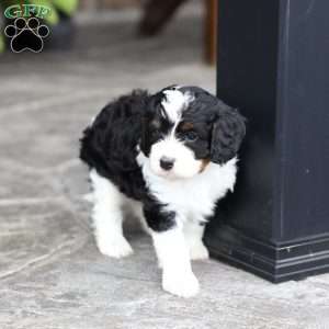 Milo, Cavapoo Puppy